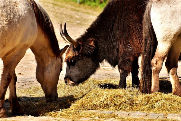 Die Bedeutung und das Symbol von Pferd und Kuh im Traum