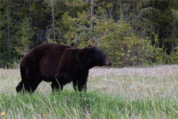 Die Bedeutung und das Symbol des Schwarzbären im Traum