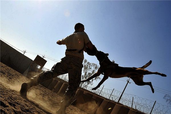 Die Bedeutung und Erklärung des Hundes, der sich im Traum beißt