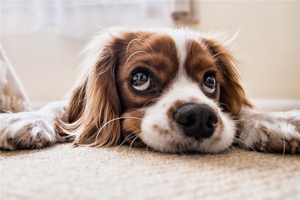 Die Bedeutung und Erklärung, einen Hund in einem Traum zu schlagen