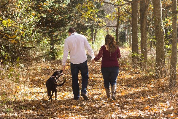 Die Bedeutung und das Symbol, einen großen Hund für einen Spaziergang in Träumen zu führen