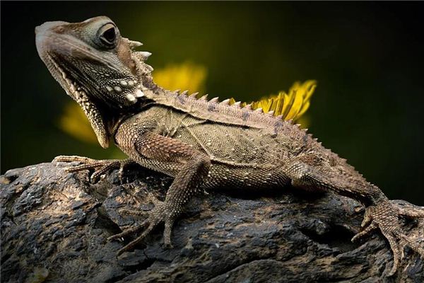 Lizards Traumdeutung und Wahrsagerei