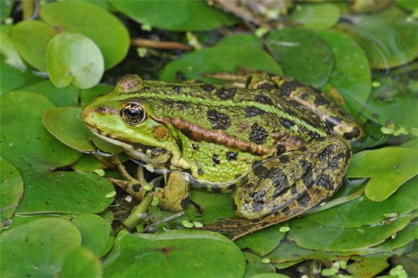 Traumdeutung und Wahrsagerei, einen Frosch mit einem Stein zu zerschlagen