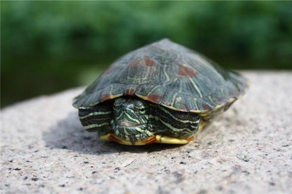 Traumdeutung und Weissagung der Steinschildkröte