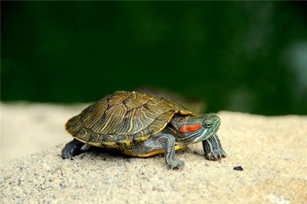 Traumdeutung und Wahrsagerei mit einer Schildkröte in der Hand