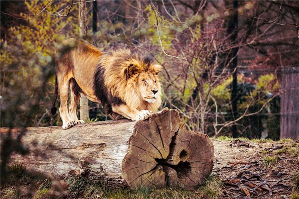 Die Bedeutung und Erklärung von Löwe und Tiger im Traum
