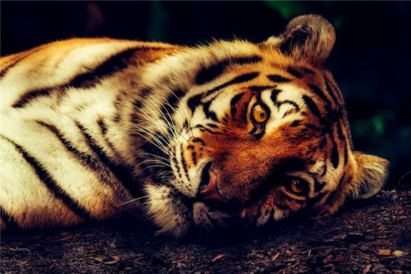 Die Bedeutung und Erklärung, einen Tiger in einem Traum zu töten