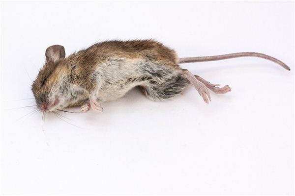 Die Bedeutung und Erklärung von toten Mäusen in Träumen