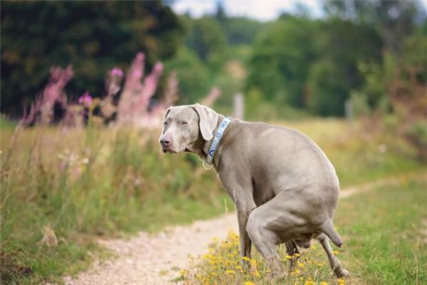 Die Bedeutung und Erklärung von Hundescheiße in Träumen