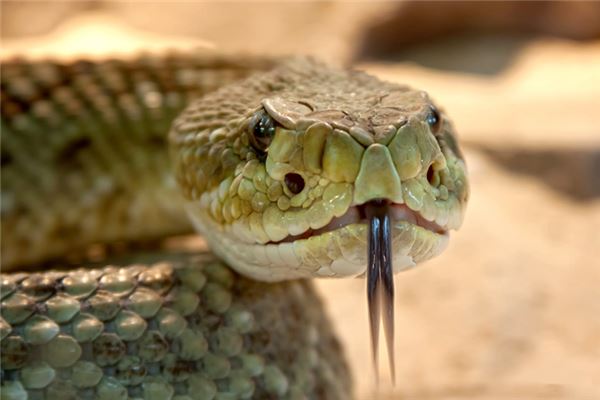 Traumdeutung und Wahrsagerei, eine Schlange zu töten