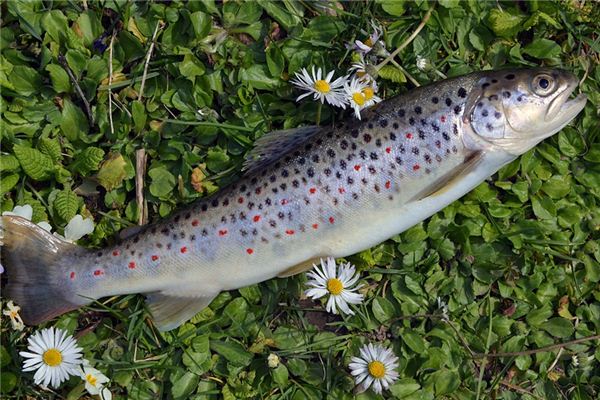 Traumdeutung und Wahrsagerei von gefangenen Fischen