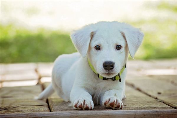 Die Bedeutung und Erklärung des weißen Hundes im Traum