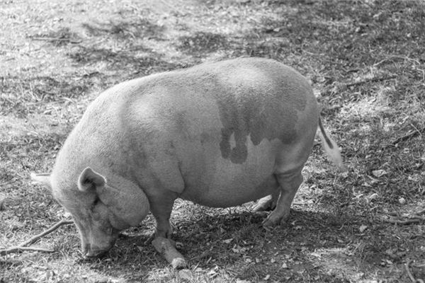 Die Bedeutung und das Symbol des großen fetten Schweins im Traum