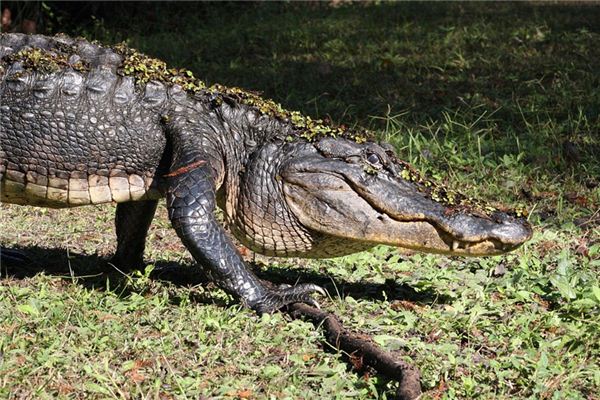 Traumdeutung und Wahrsagerei des großen Krokodils
