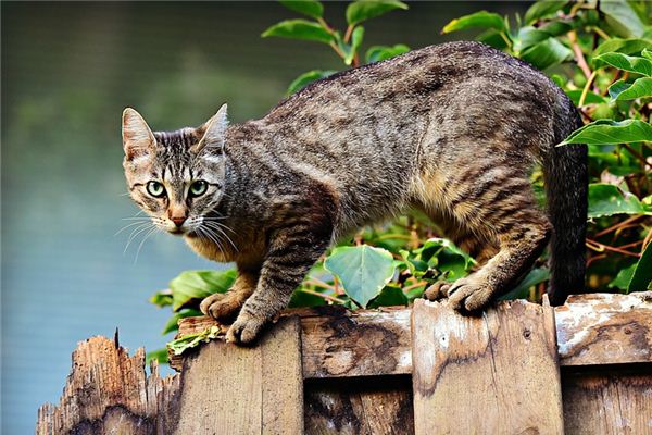 Die Bedeutung und Erklärung, von einer Katze in einem Traum verfolgt zu werden