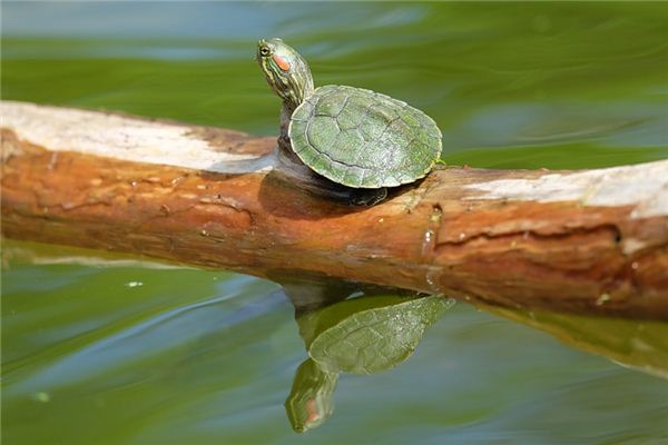 Traumdeutung und Wahrsagerei von Schildkröten fressendem Fisch