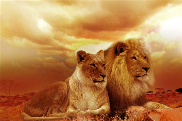 Die Bedeutung und das Symbol, in einem Traum von einem Löwen verfolgt zu werden