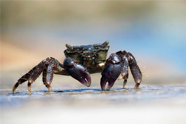 Traumdeutung und Wahrsagerei von Schildkröten und Krabben