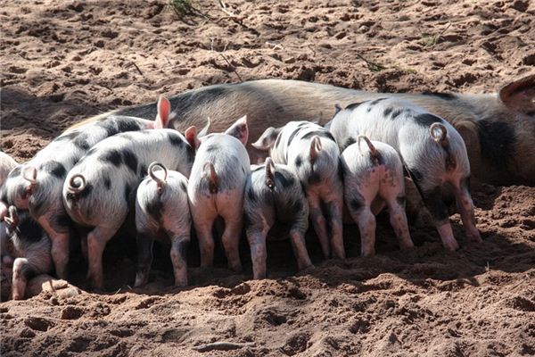 Die Bedeutung und Erklärung von Schweineschwanz in Träumen