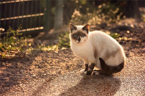 Die Bedeutung und Erklärung des Todes der Katze im Traum