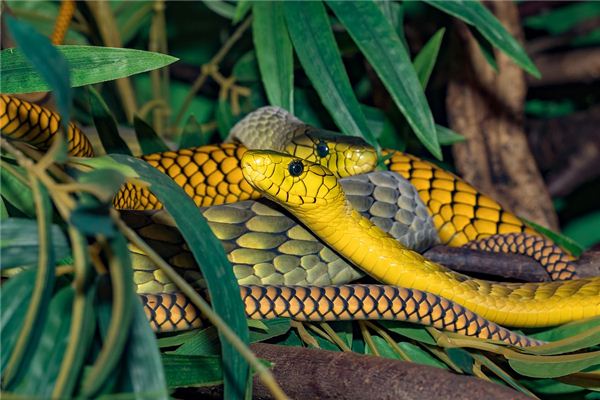 Traumdeutung und Wahrsagerei von Schlangen in verschiedenen Farben