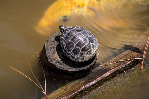Traumdeutung und Weissagung der schildkrötenfressenden Schlange