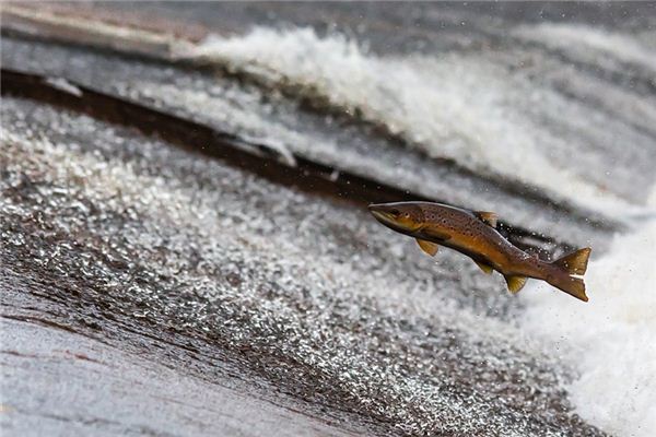 Traumdeutung und Wahrsagerei von Fischen, die aus dem Wasser springen