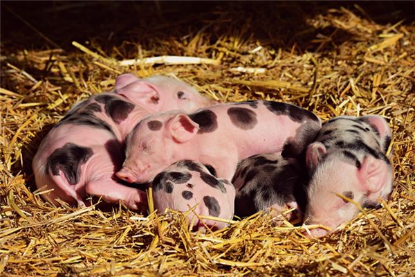 Die Bedeutung und das Symbol vieler Schweine in Träumen