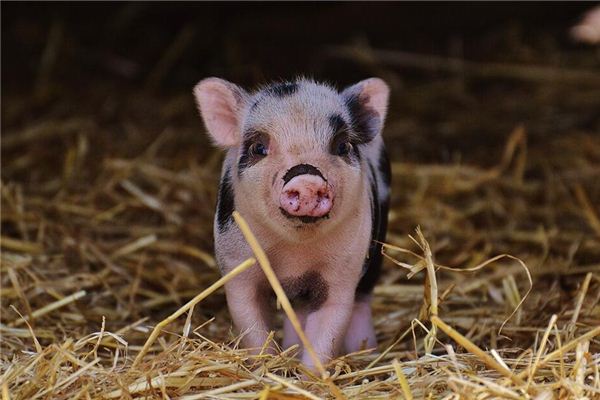 Die Bedeutung und Erklärung des Traums der Frau, ein Schwein zu halten