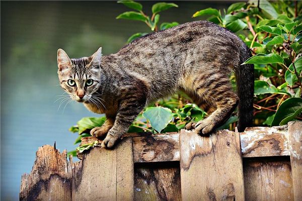 Die Bedeutung und Erklärung einer Gruppe von Katzen, die mich in meinem Traum verfolgen