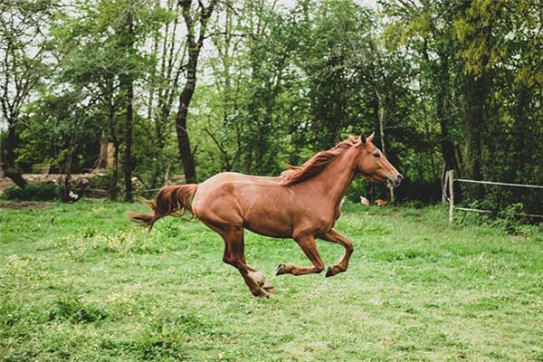 Die Bedeutung und Interpretation von Pferden in der Nähe in Träumen