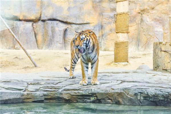 Die Bedeutung und das Symbol des Tigers, der im Traum ins Haus geht