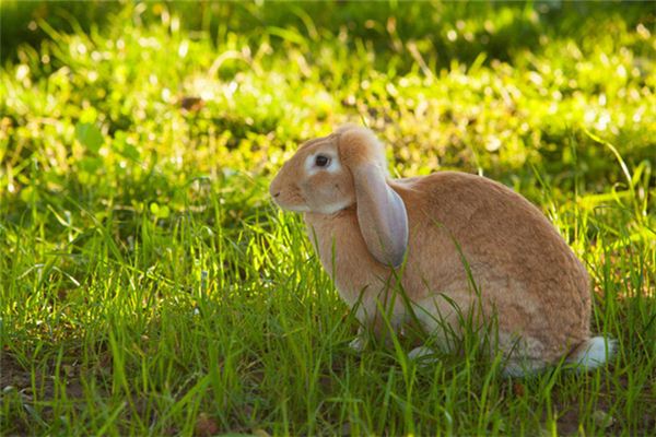 Die Bedeutung und das Symbol des Kaninchens, das im Traum Reis in den Mond schlägt