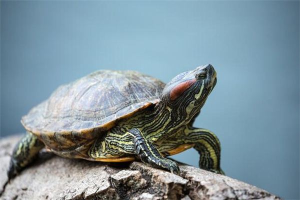 Traumdeutung und Wahrsagerei einer Schildkröte, die sich in der Sonne aalt