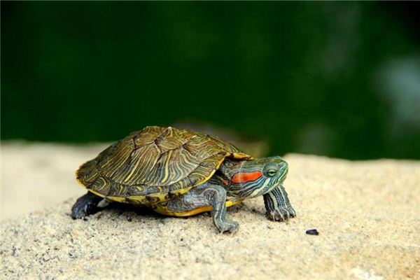 Traumdeutung und Wahrsagerei im Schildkröten-Krabbelführer