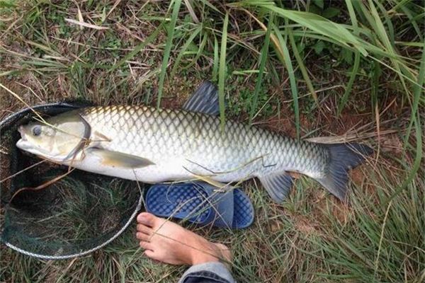 Halten Sie die Traumdeutung und Wahrsagerei des Fisches von Hand