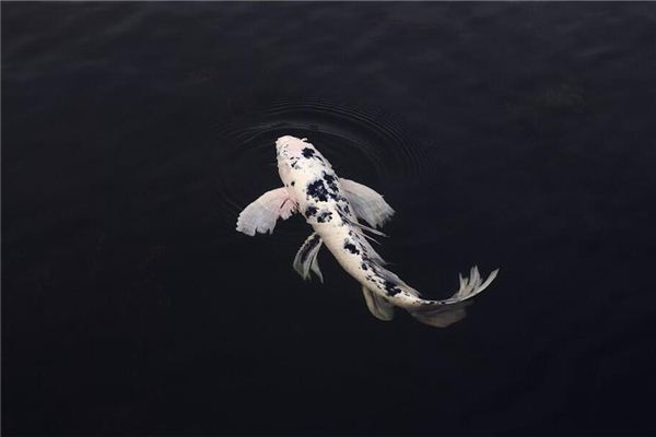 Traumdeutung und Wahrsagerei von Fischen im Fluss oder Teich