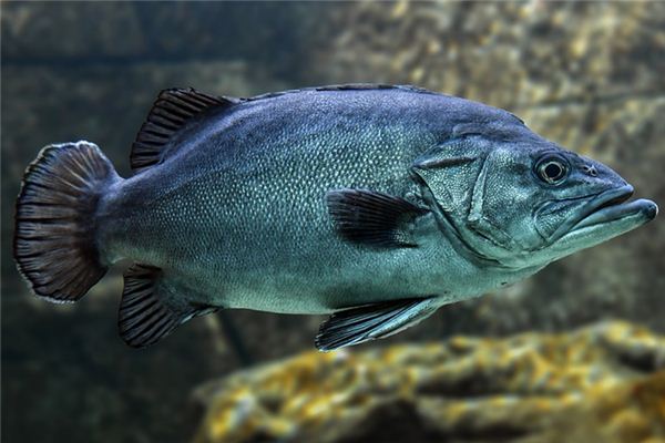 Traumdeutung und Traum Weissagung des schwarzen Fisches