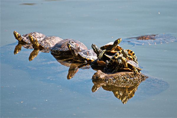 Die Bedeutung und das Symbol der Schildkröte im Traum