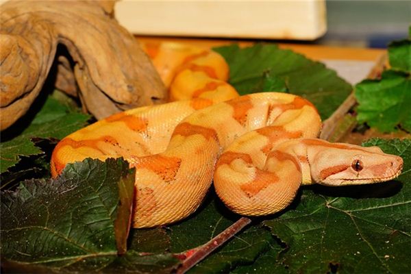 Traumdeutung und Wahrsagerei des Boa Constrictor