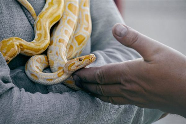 Die Bedeutung und Erklärung von Python im Traum