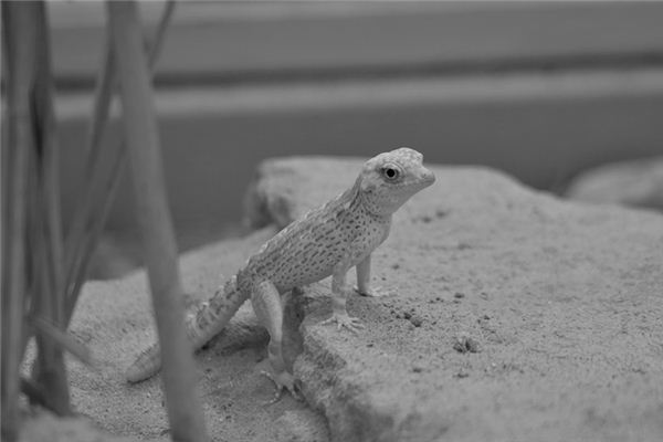Die Bedeutung und Erklärung im Geckotraum