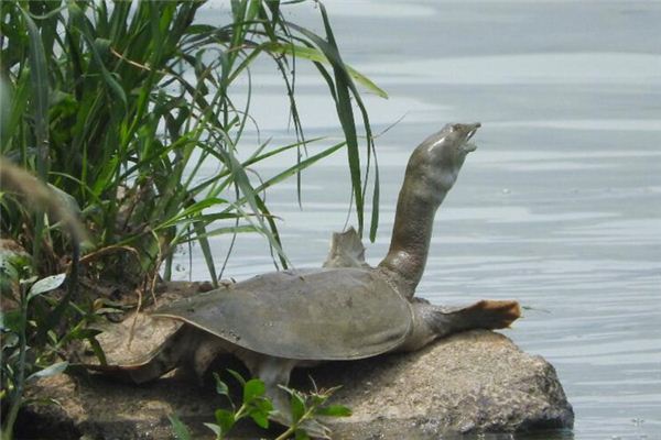 Die Bedeutung und das Symbol von Schildkröten-Träumen