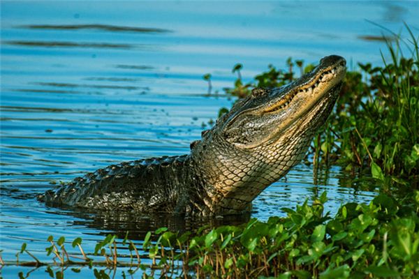 Die Bedeutung und Erklärung des Krokodils im Traum