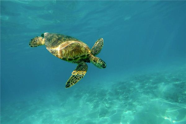 Die Bedeutung und Interpretation von Meeresschildkröten in Träumen