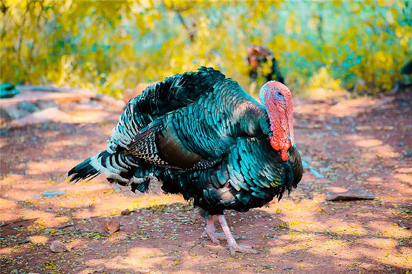 Traumdeutung und Wahrsagerei in der Türkei