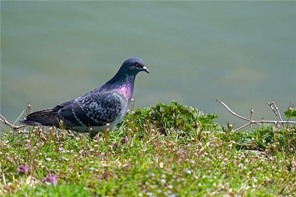 Doves Traumdeutung und Wahrsagerei