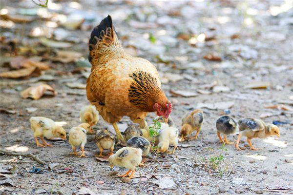 Huhn Traumdeutung und Wahrsagerei