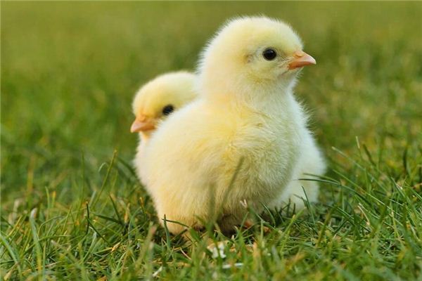 Chicks Traumdeutung und Wahrsagerei