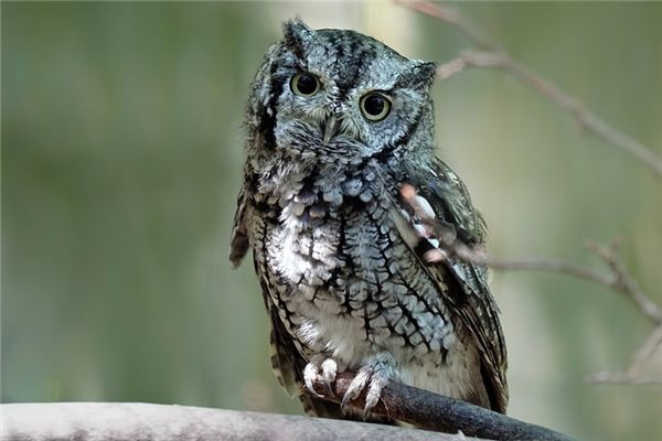 Eulens Traumdeutung und Wahrsagerei